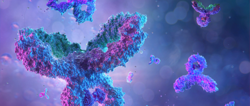 Antibodies to watch in 2026