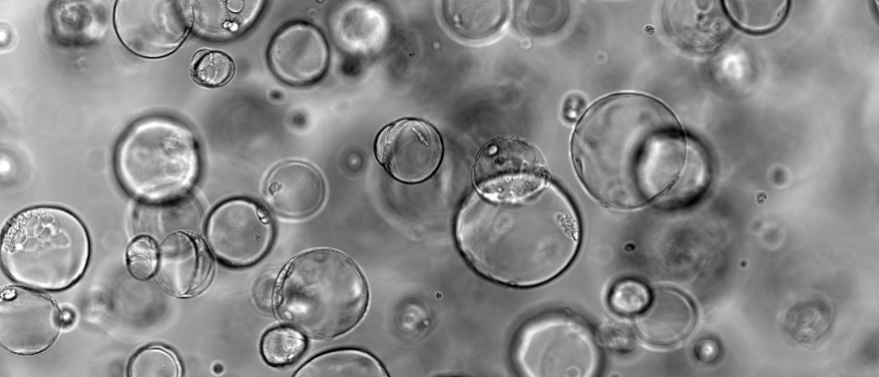 Cutting-edge product for stem cell research and human embryo modeling