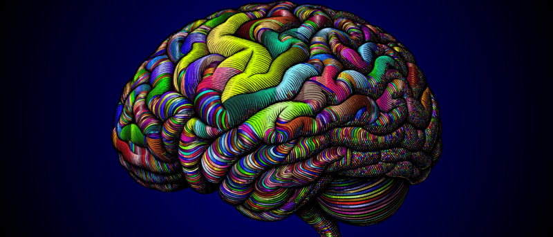 A micron-resolution map for navigating tissue fiber networks