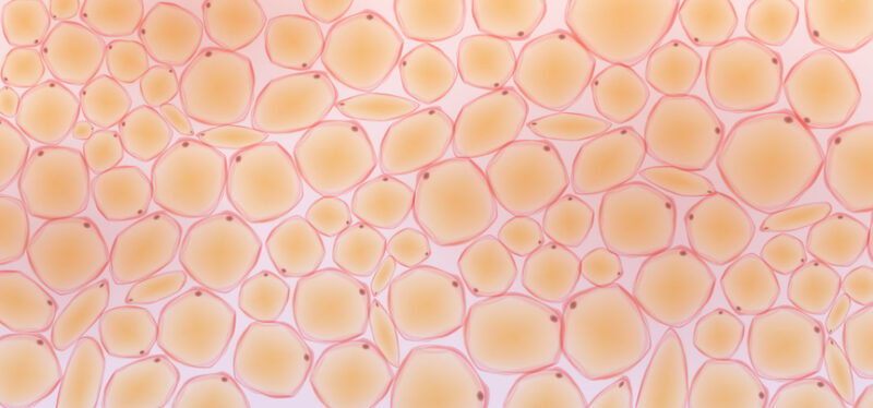 StockWatch: Positive Obesity Pill Data Has Structure Investors Seeing Double