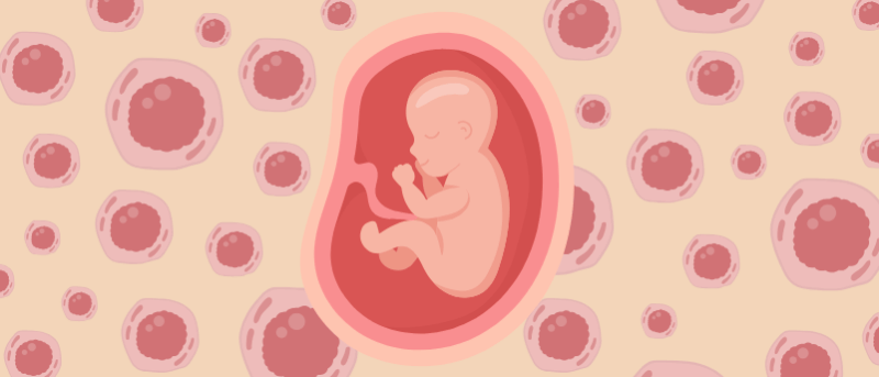 Embryonic innovation: demystifying human placenta formation using stem cells