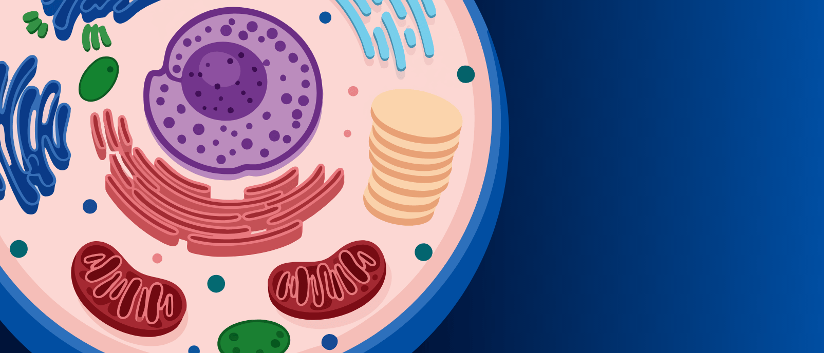 High-speed AFM captures dynamic nature of nuclear pore complexes