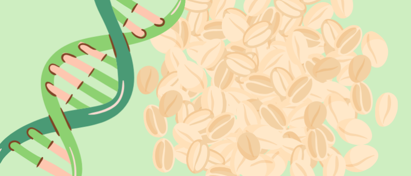 First-ever oat pangenome may put climate-smart oats on the breakfast menu