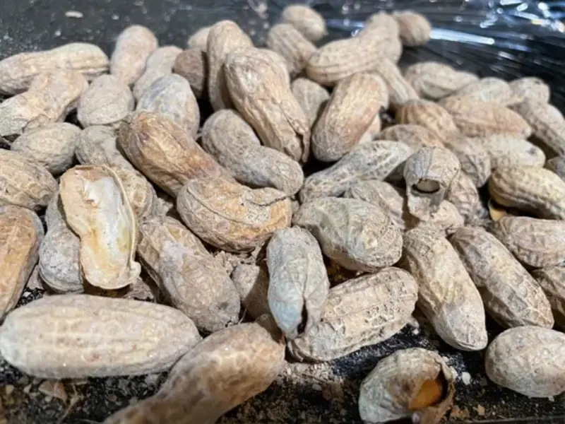 Peanut allergy patch succeeds in late-stage study 5 years after FDA rejection