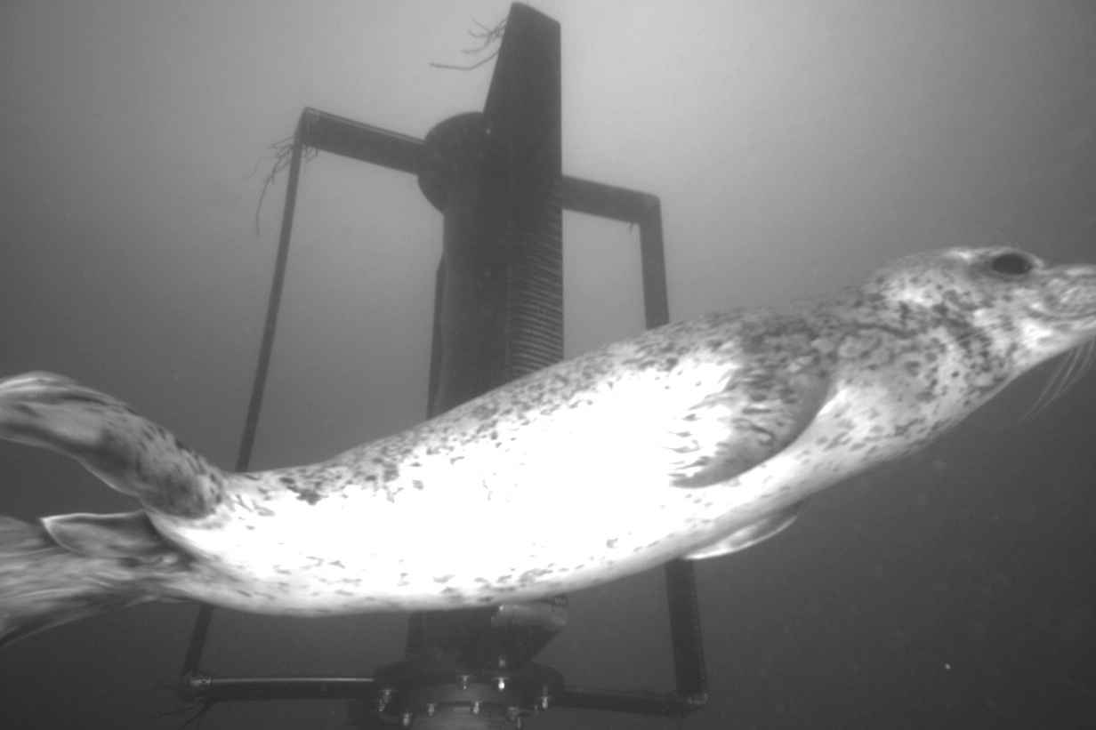 Underwater cameras could help unlock America’s tidal energy industry