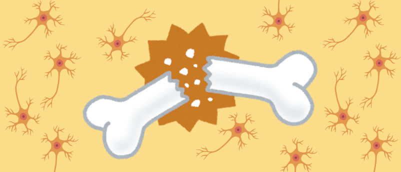 First-ever atlas of sensory neurons in bone reveals role in bone repair