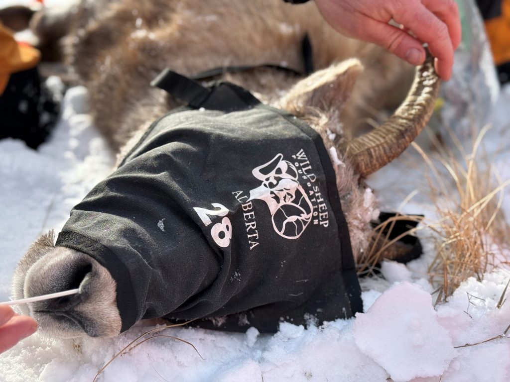 How are mathematical models helping wildlife management?