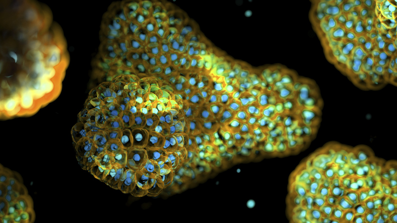 iXCells and Rosebud Biosciences Partner on Organoid-Based Rare Disease Models