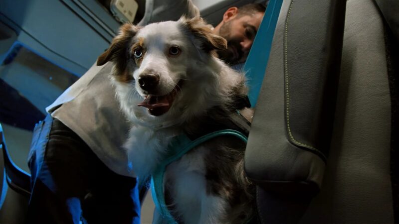 New Volvo VNL clears novel pet safety evaluation