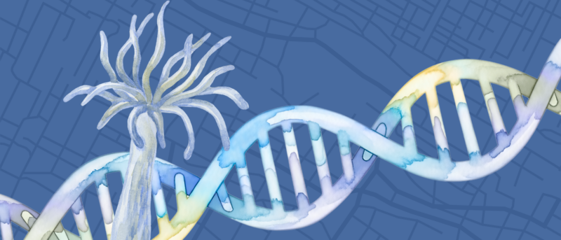 The role of genomic regulation in sea anemone evolution