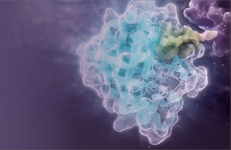 How Endogenous Tagging is Reshaping Protein Analysis