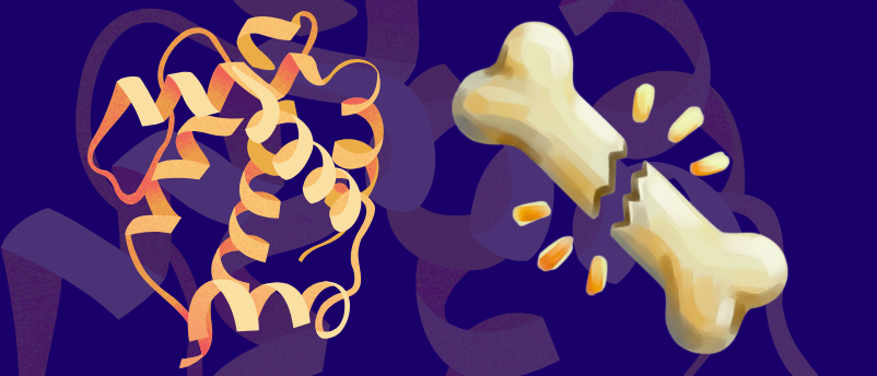 Some broken bones fail to heal – now a key molecular mechanism is revealed