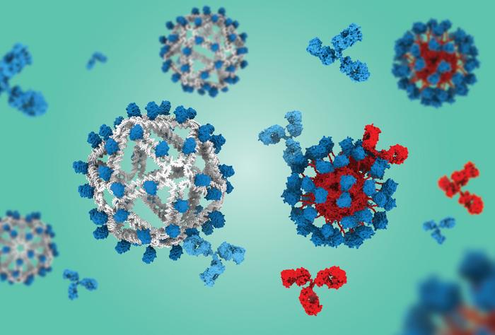 New HIV Vaccine Scaffold Primes Rare B Cells for Broadly Neutralizing Responses