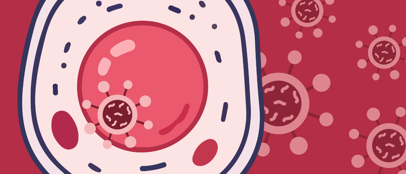 Herpesvirus makes itself at home: remodeling the host-cell nucleus