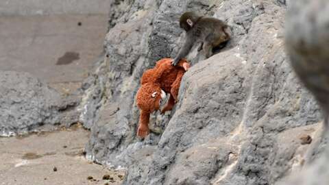 Today's Games Can Feel "Soulless," But Can Punch The Monkey Change That?