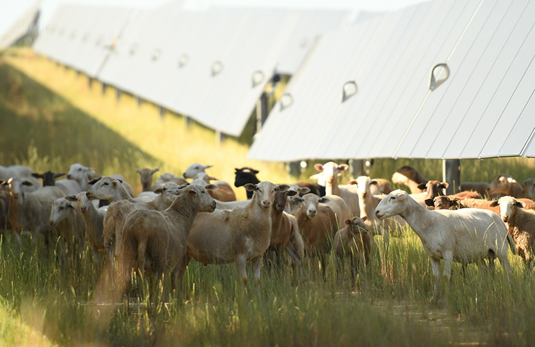 Ohio power board cancels 94-MW agrivoltaic solar project