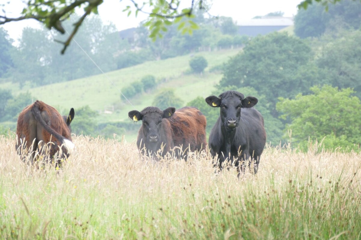 Wild Mosaic Launches free eBook for Rewilding Beginners