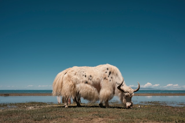 High Altitude Survival Gene Mutation Points to Strategy for Repairing Nerve Damage