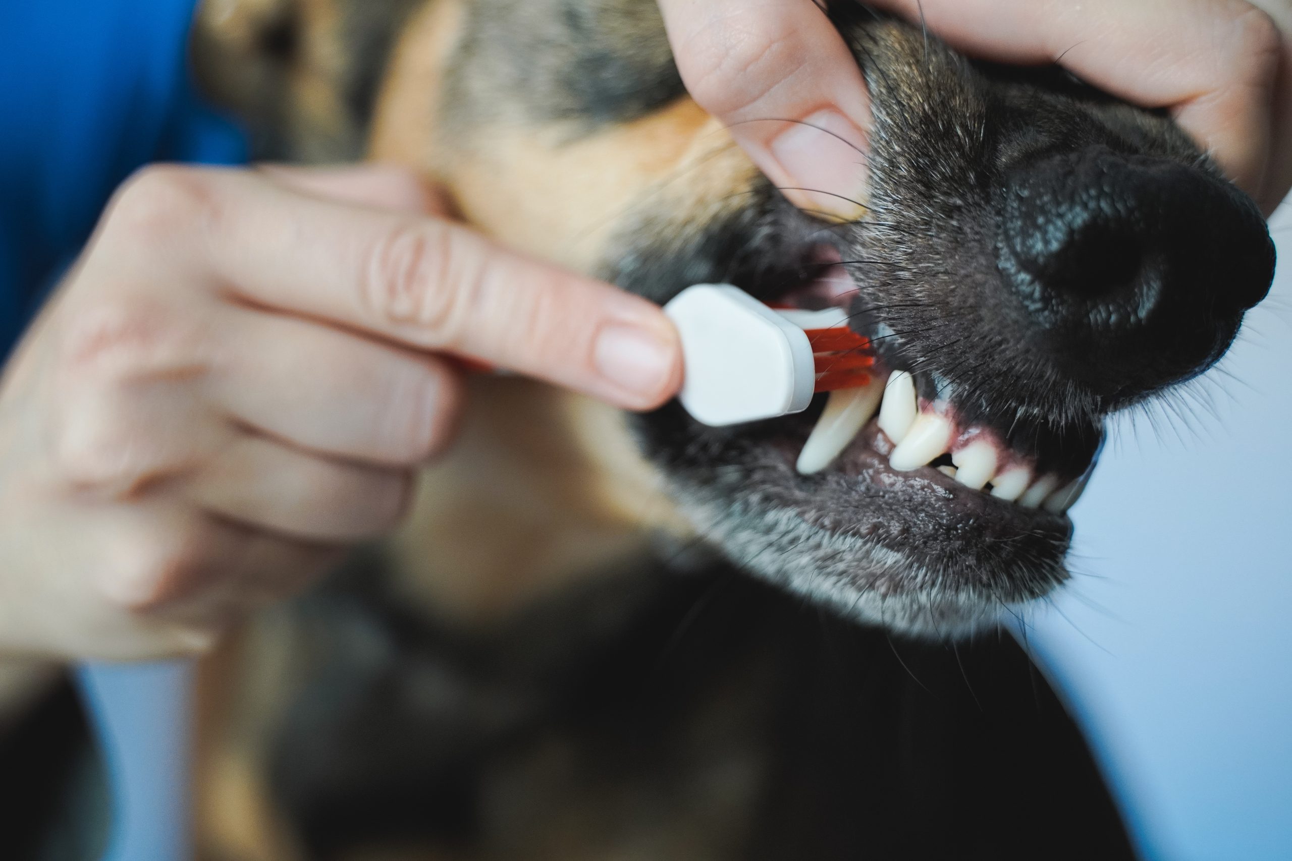 Relying on dog dental chews alone? An expert shares the warning signs to watch for at mealtimes