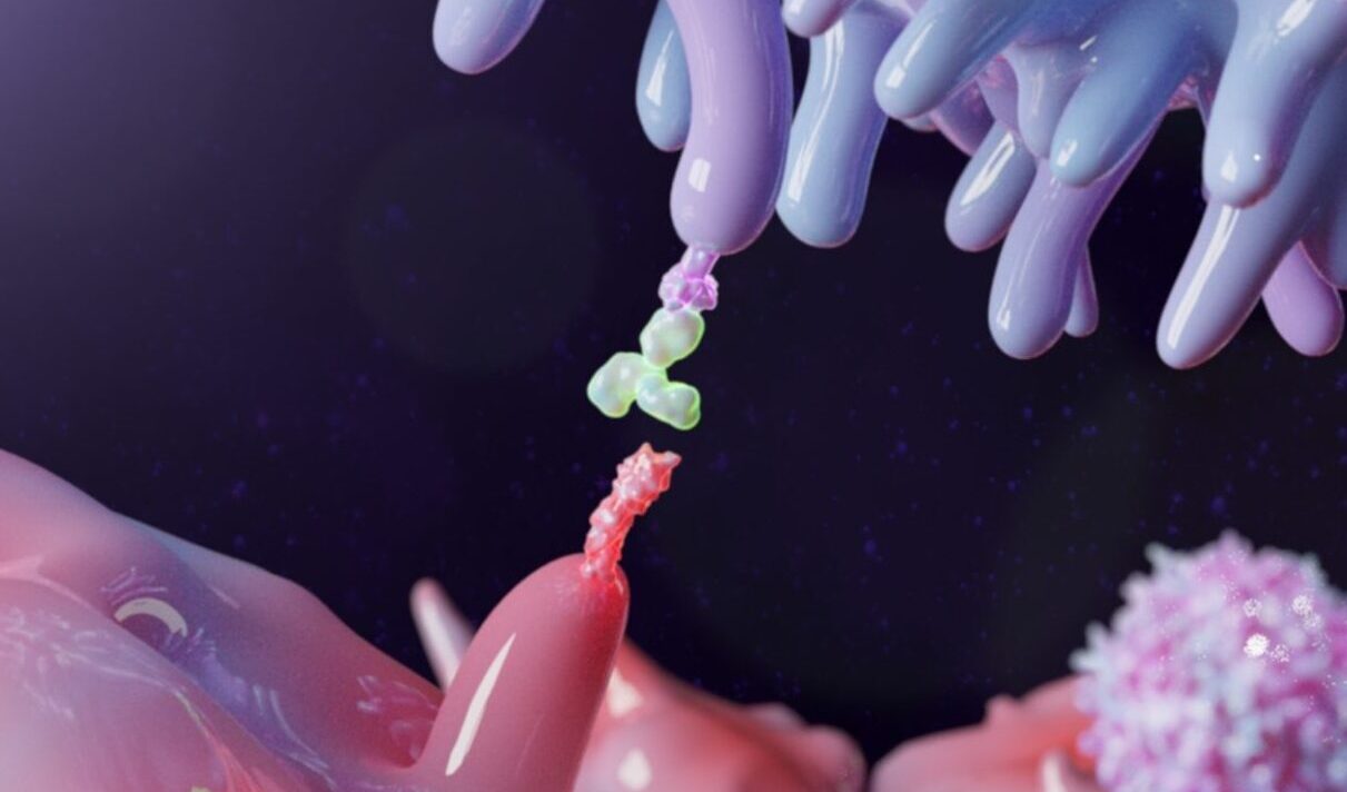 Combining Novel Dual HIF Inhibitors with Immunotherapy Erases Multiple Tumor Types in Mice