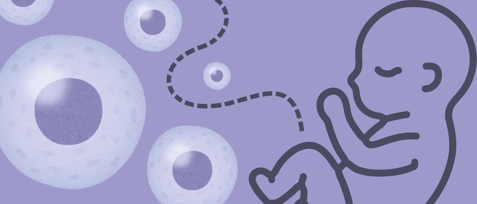 The most detailed map yet of the maternal–fetal connection