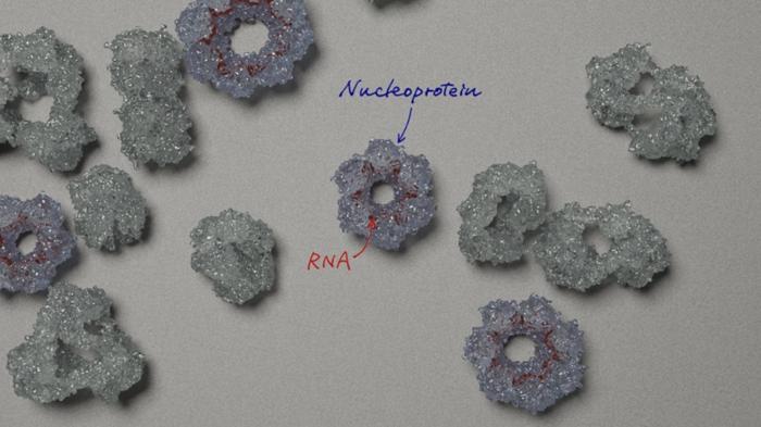 First Detailed Insight into Bornavirus Nucleoprotein–RNA Complex Reveals Unique Assembly