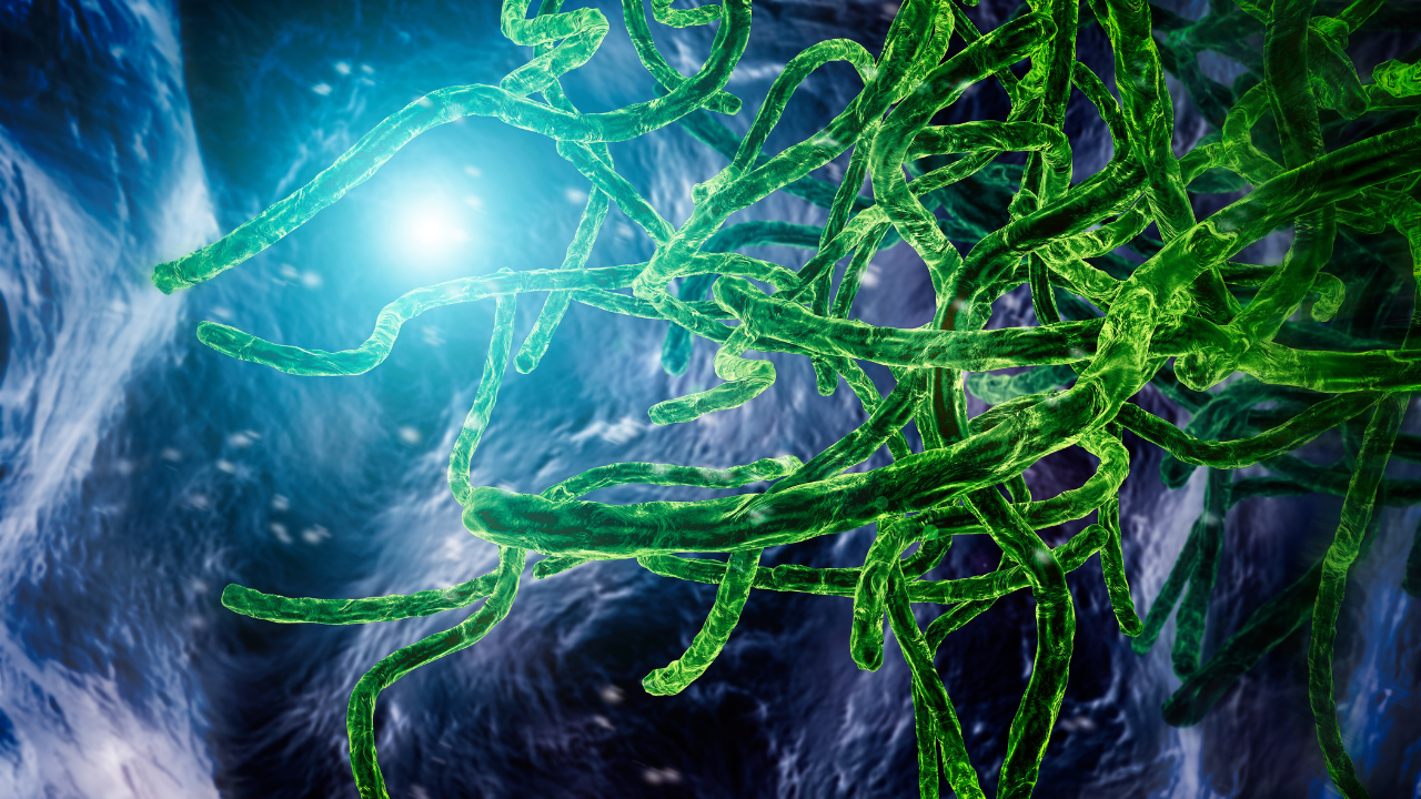 <![CDATA[WHO Prioritizes Three Experimental Treatments for Bundibugyo Ebola Strain ]]>