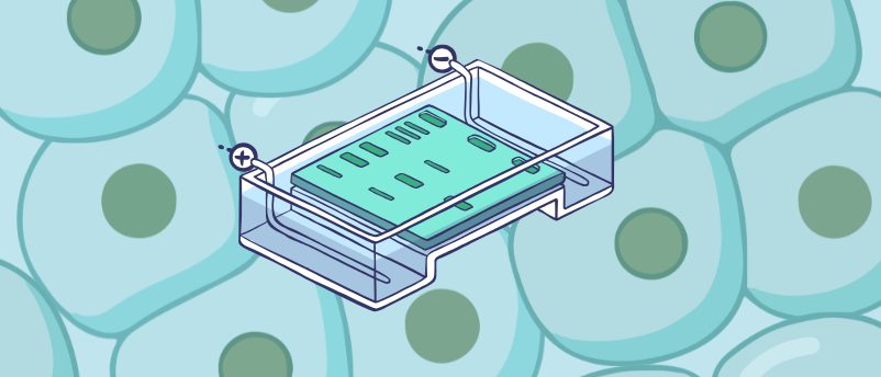 Featured journal article: Optimized Southern blotting for enhanced and precise detection of transgenes in CHO cells from transposon-based expression systems