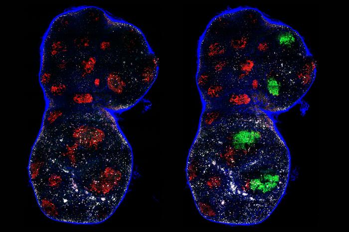 How Germinal Centers Generate Antibodies Through Noisy Rounds of Mutation and Selection
