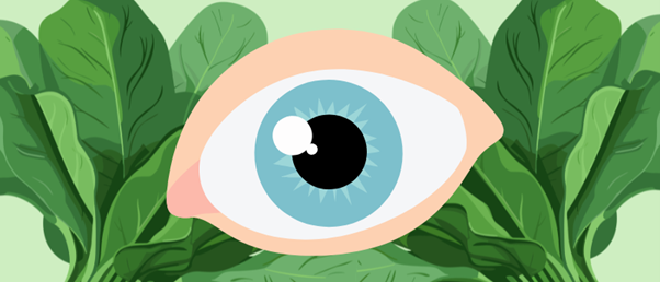 Photosynthes-eyes: spinach-based therapy offers hope for dry eyes
